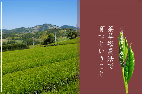 世界農業遺産認定された茶草場農法で育つとは。土から土へ循環する資源の中に育まれる茶葉について